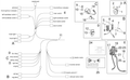 Main cable harness T.C.+ABS