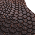 Metractive D-Wp - Men's Waterproof Motorcycle Shoes - Brown/Natural-Rubber