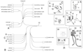 Voltage regulator